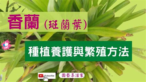 班蘭葉種植方法|【班蘭葉種植方法】揭密班蘭葉種植秘訣：擺脱種不活。